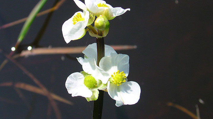 Sagittaria latifolia aka duck potato