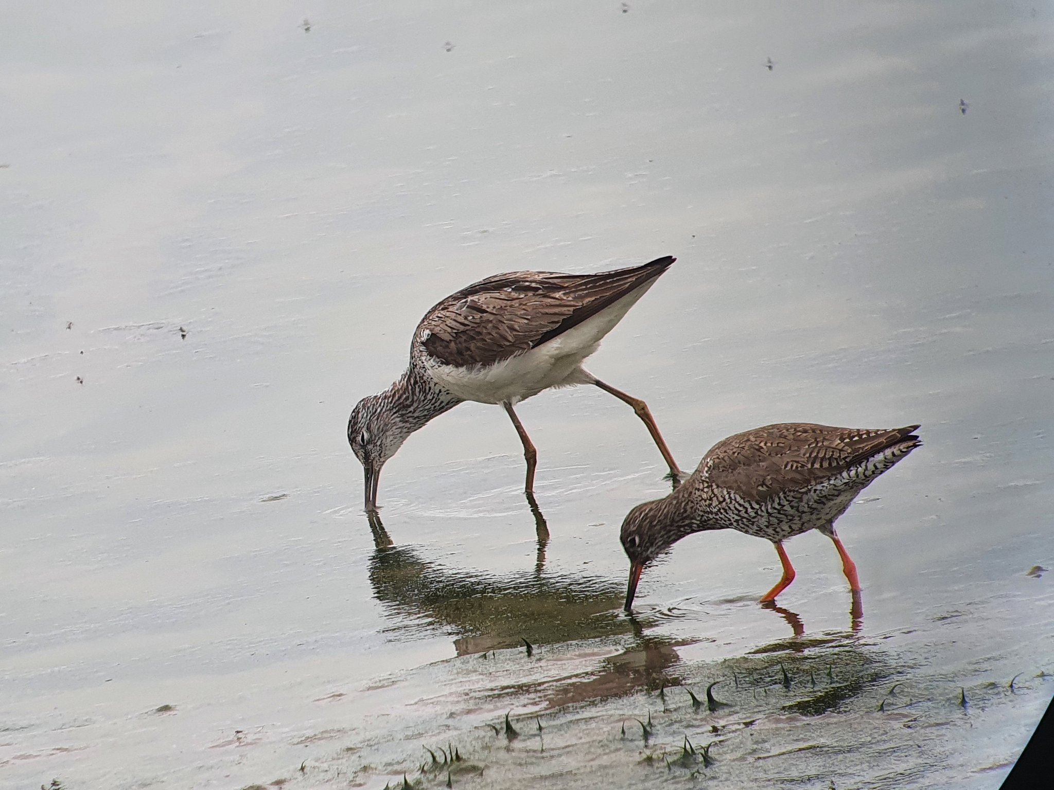 Look out for waders
