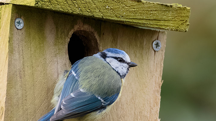 Blue tit in a nest box