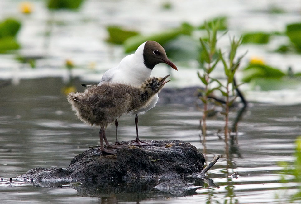  Flying the nest: how we help birds fledge