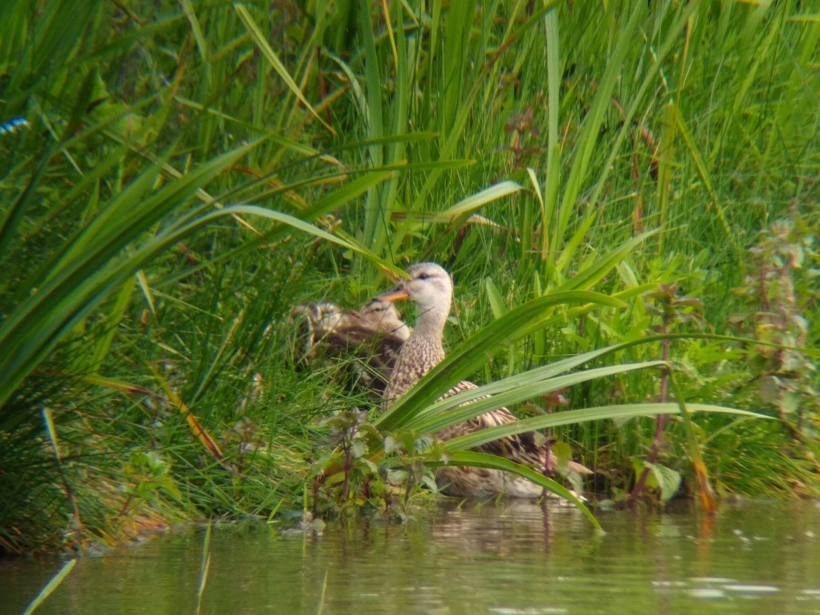 Reserve update - bringing wetland wildlife to you