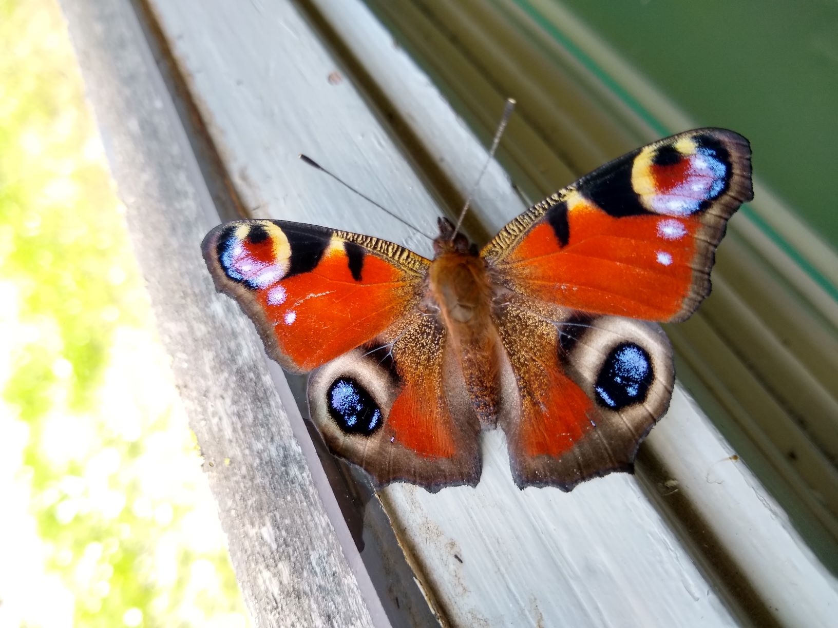 Peacock butterfly3-scr.jpg