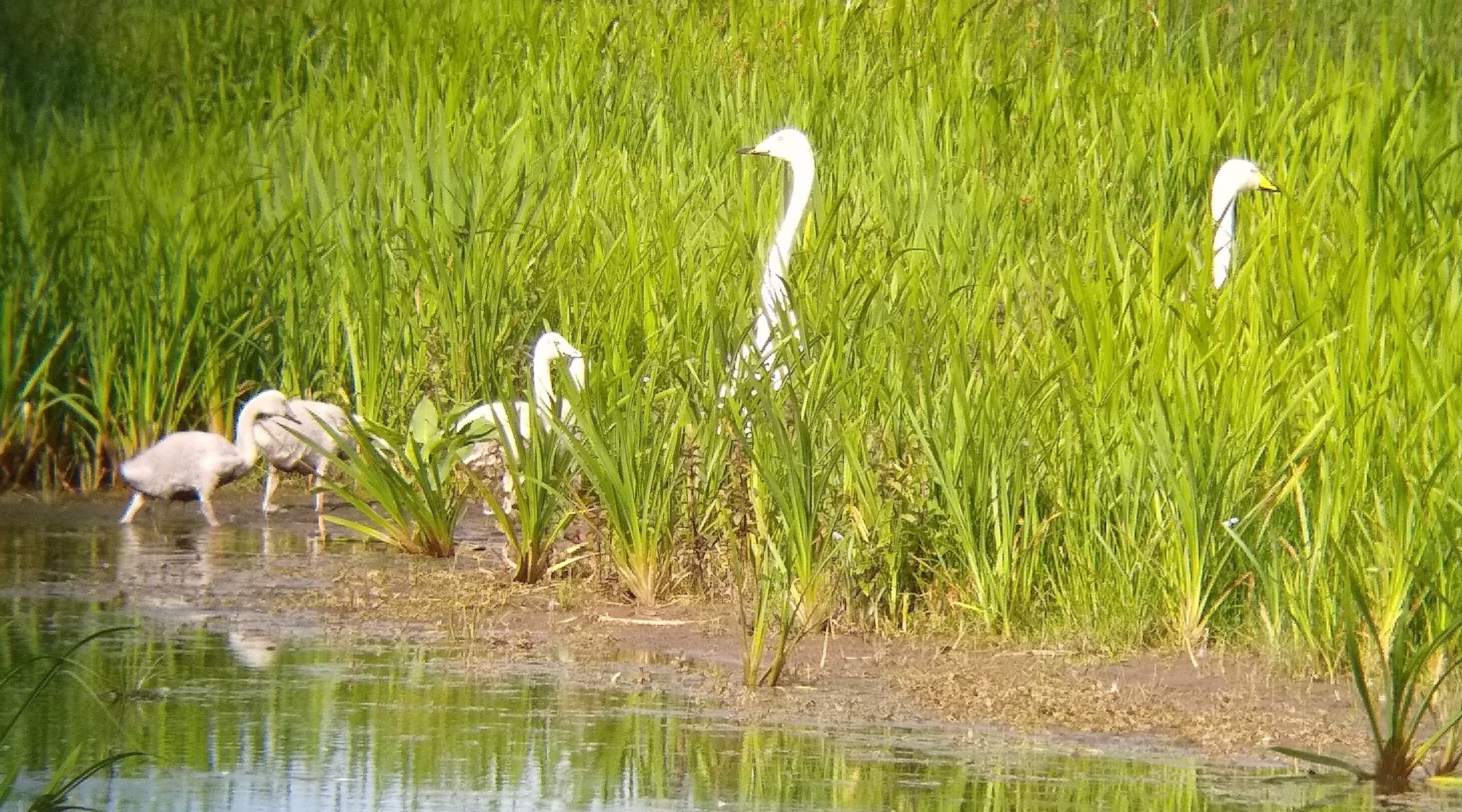 Whooper swan fam2-scr.jpg