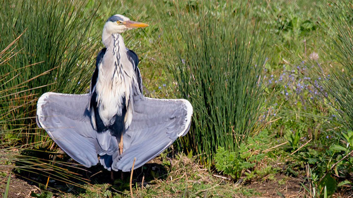 blue heron catching wind in a strange position