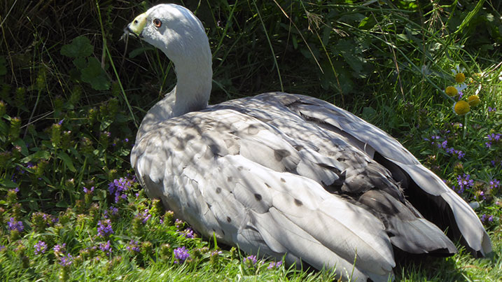 Cape Barren goose sunbathing