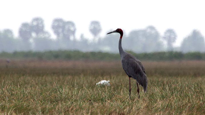 sarus cranes in wetlands