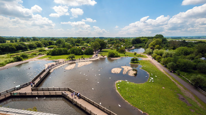 WWT Llanelli wetlands in summer