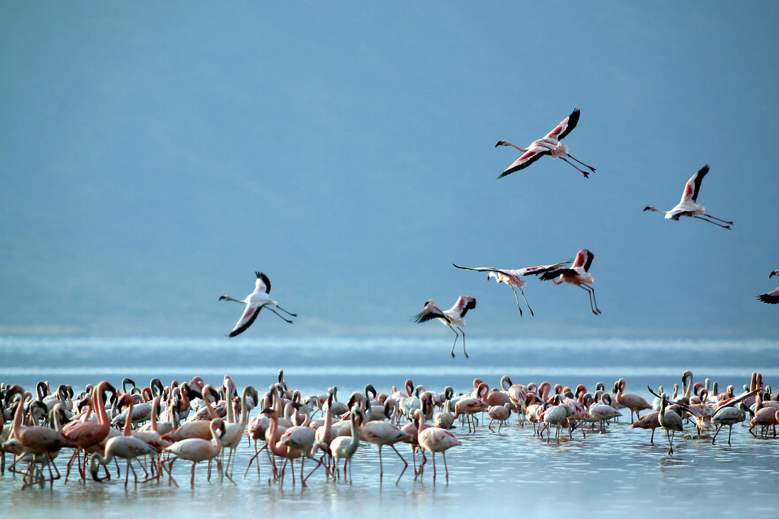 How wetlands can help us and wildlife in hot weather