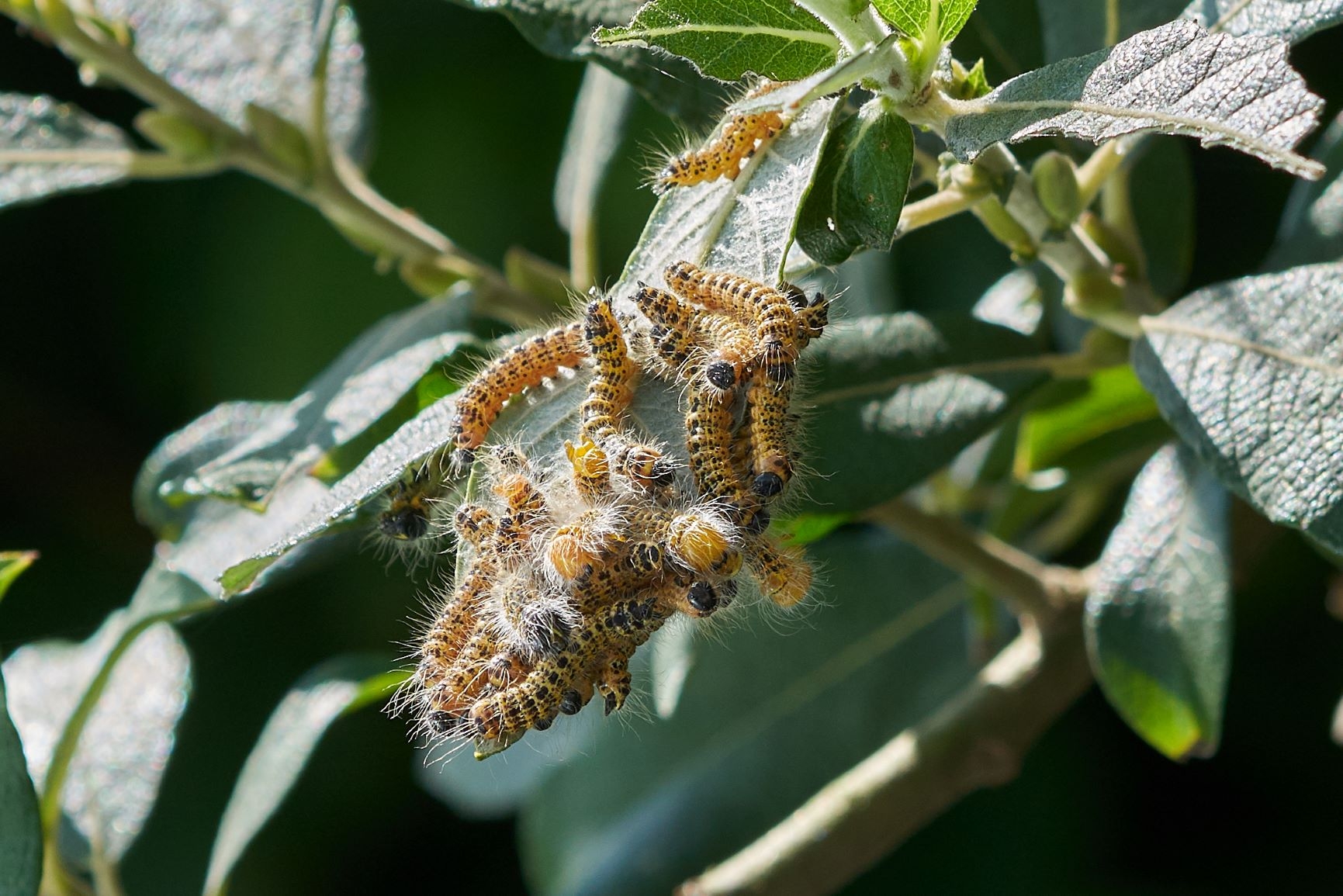 Welney Bufftip caterpillar car park Kim Tarsey (2)-scr.jpg