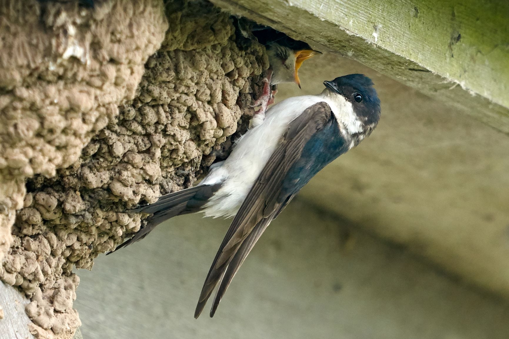 Welney House martin nests from north wing Kim Tarsey-scr.jpg