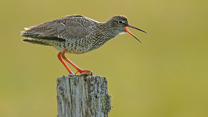 Redshank