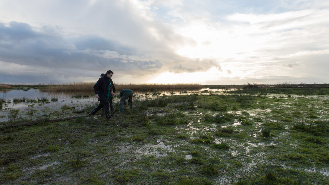 Conservation work on the Severn Estuary WWT