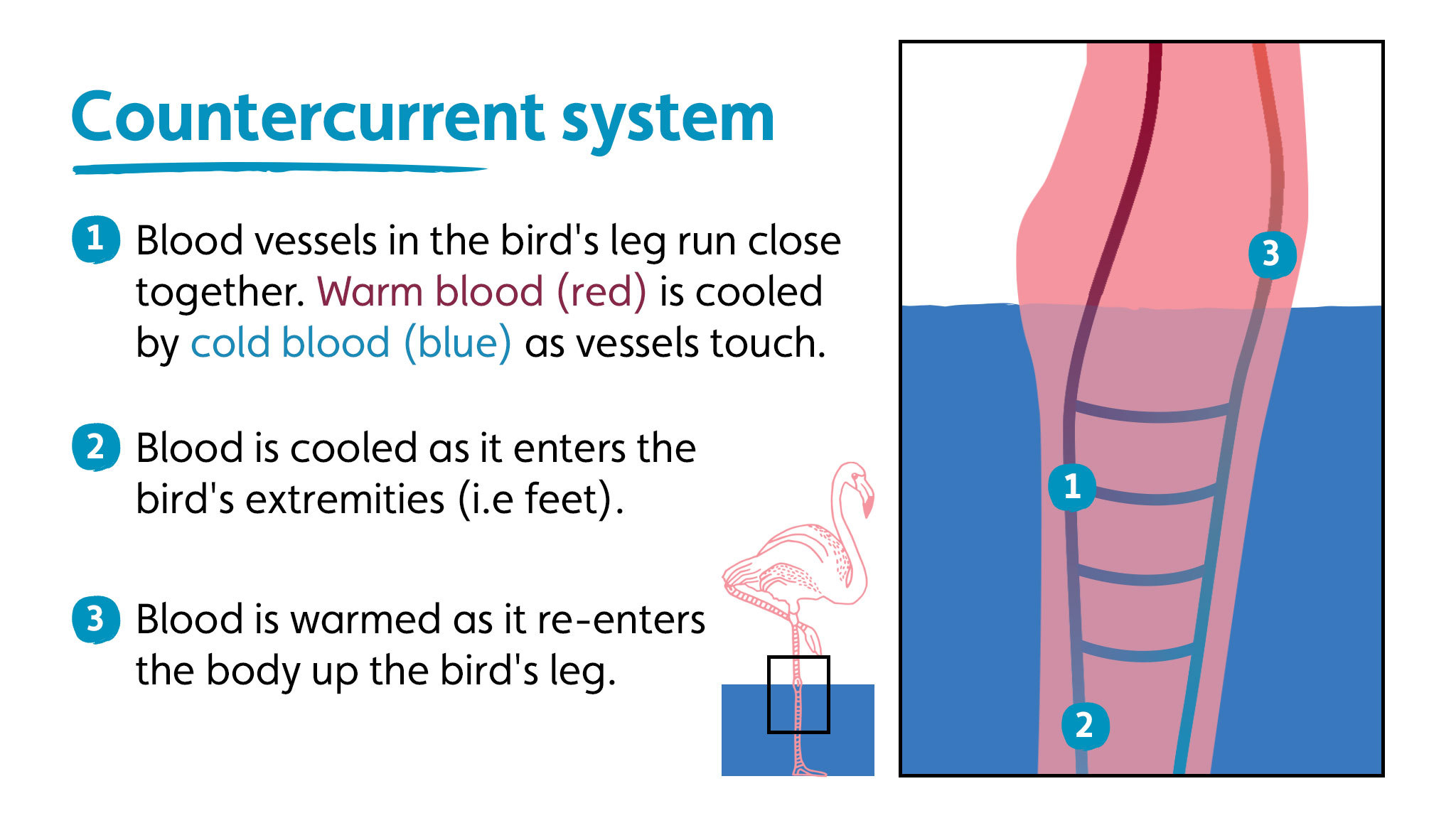 Counter-current heat exchange system in birds legs