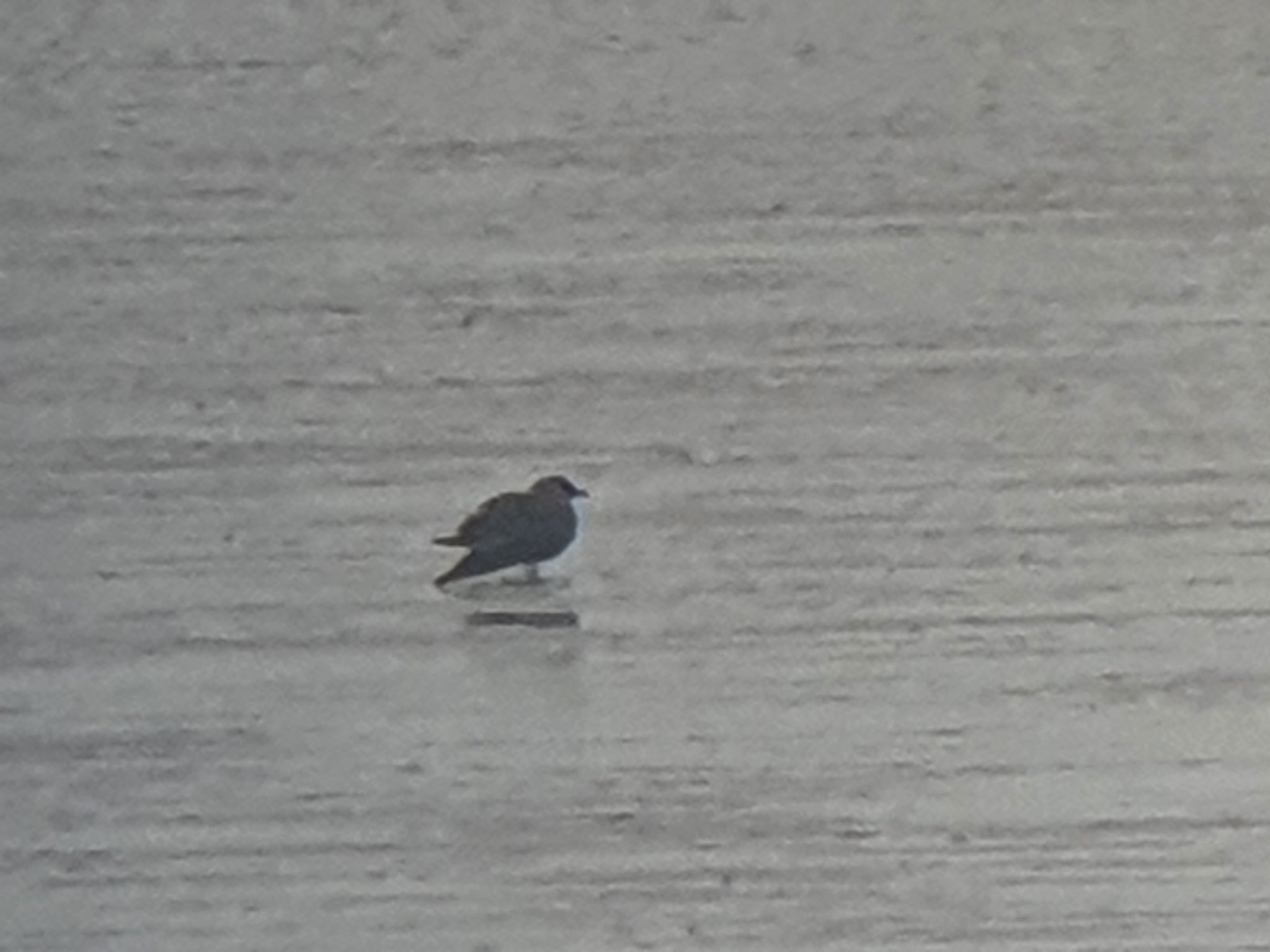 Arctic Skua on estuary