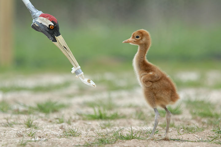 Reintroducing common cranes