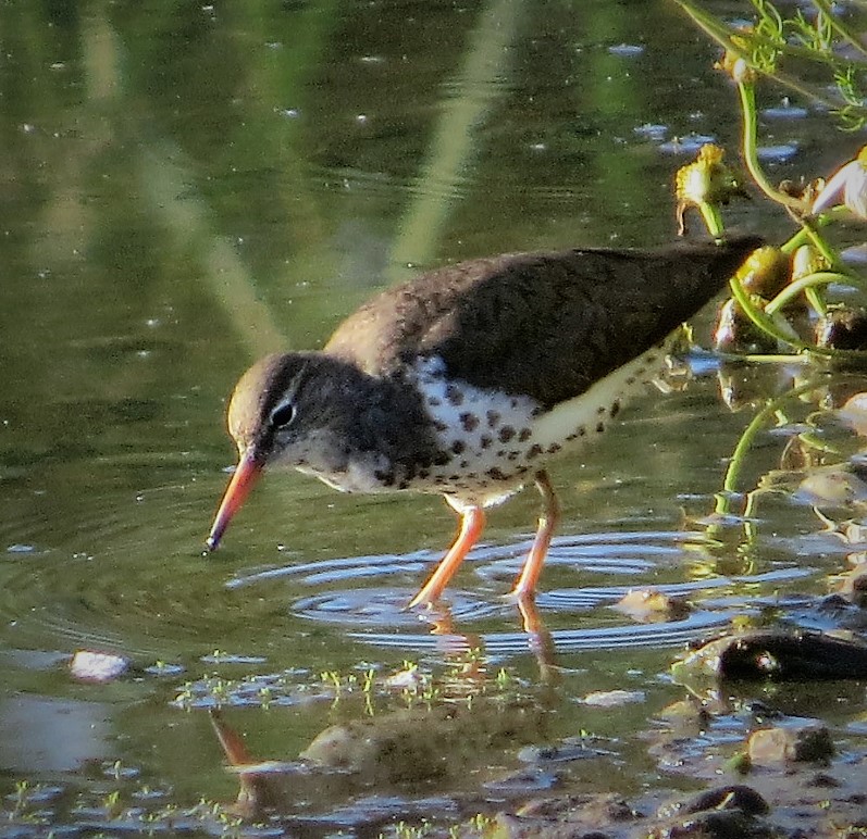 Recent Sightings - 17th Aug 2020