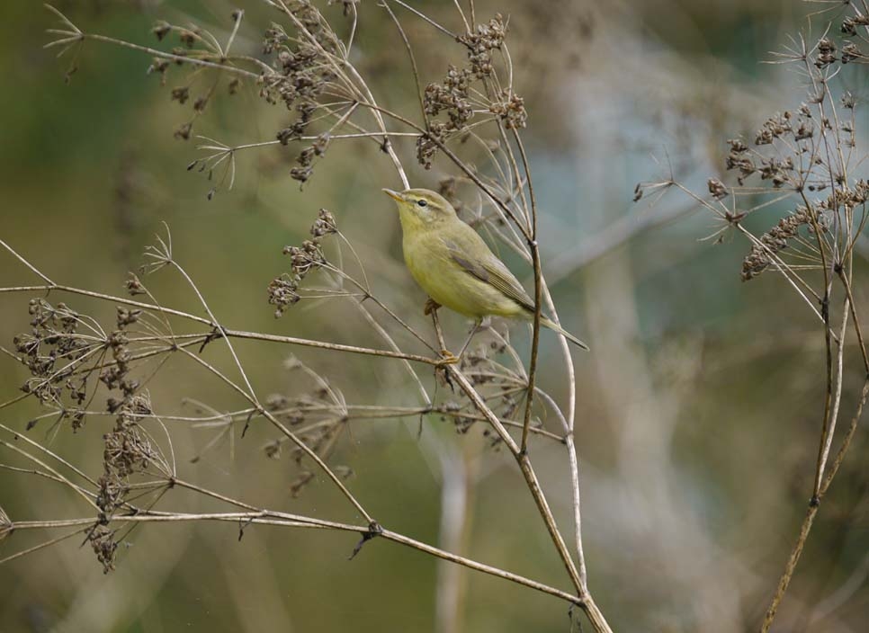 Warblers as well as waders and wildfowl