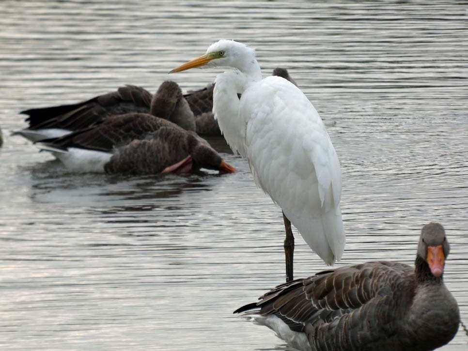Touring Great White Egret