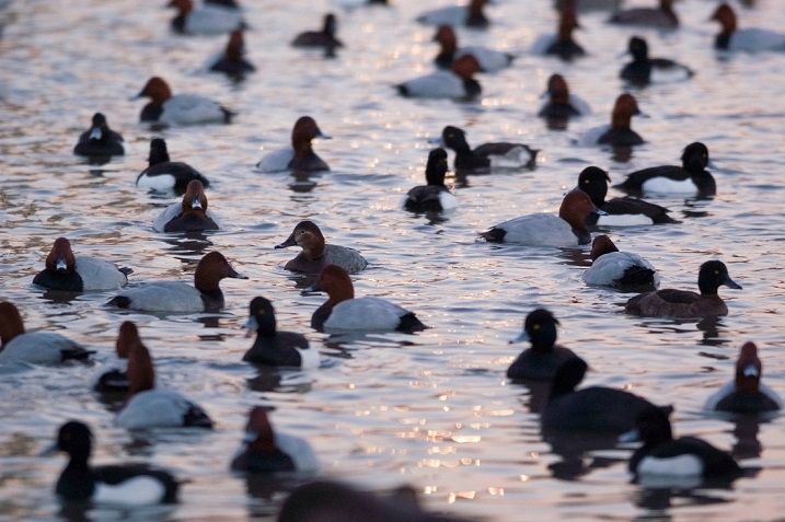 Common Pochard and Tufted Duck
