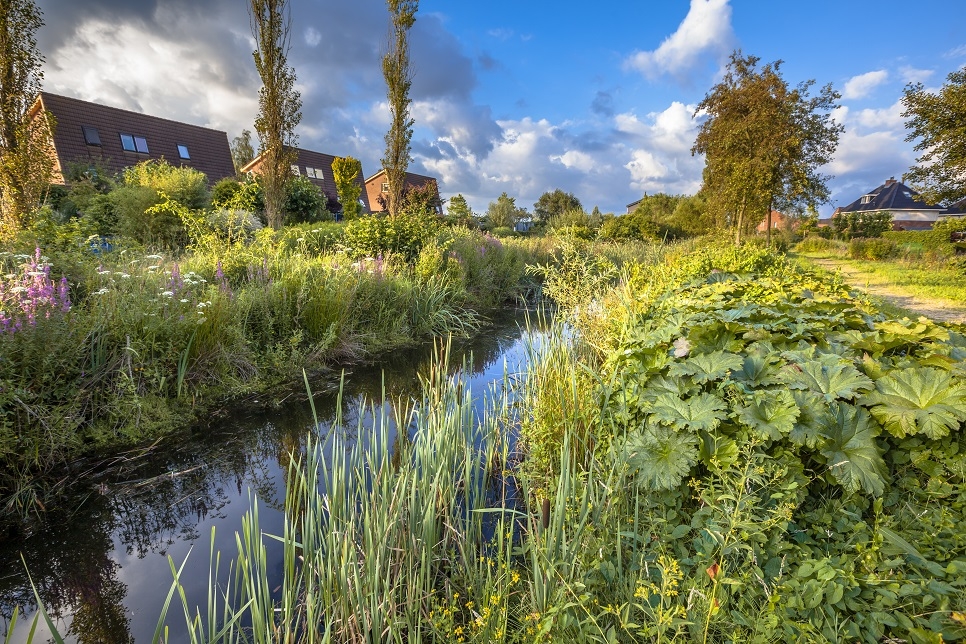 How wetlands can help us look after our water