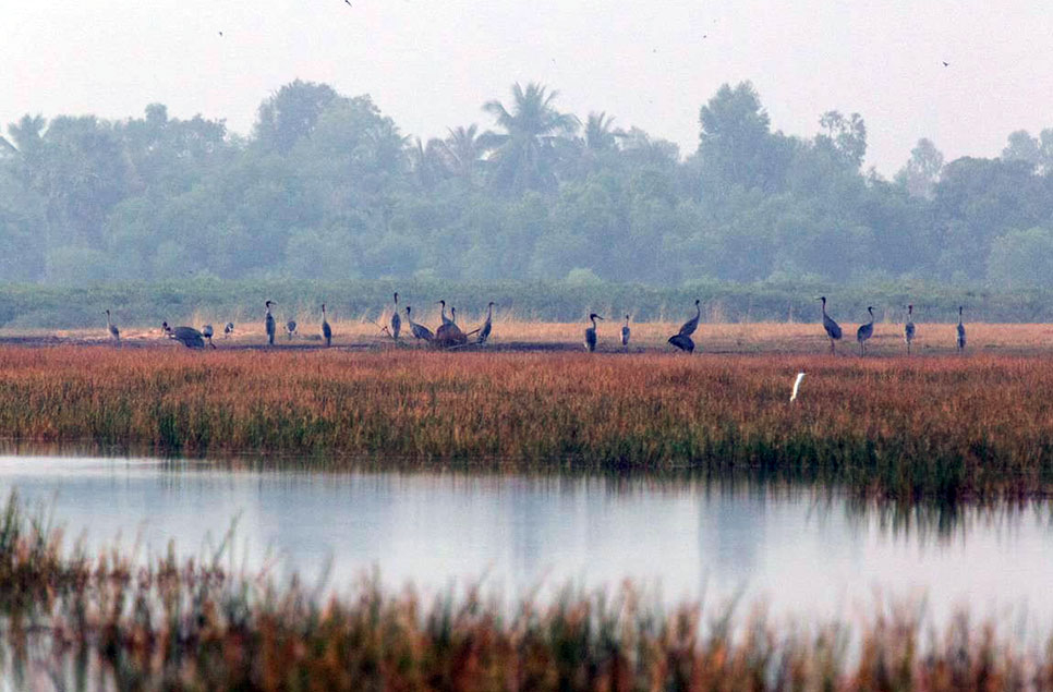 The wetlands protecting Cambodia in times of crisis