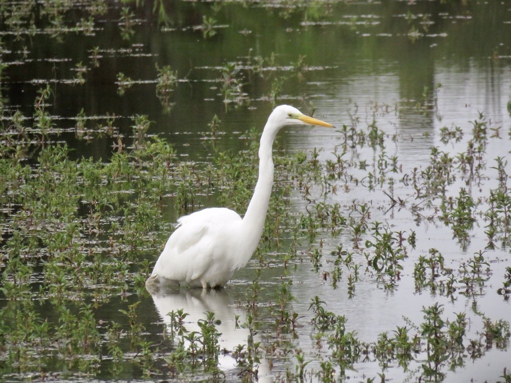 Recent Sightings 2nd - 10th October