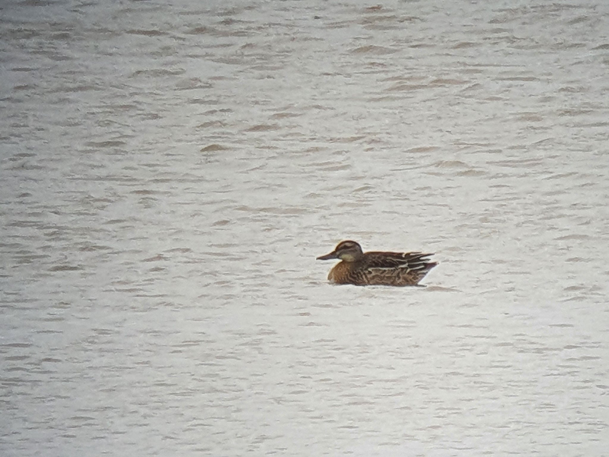 Garganey remains
