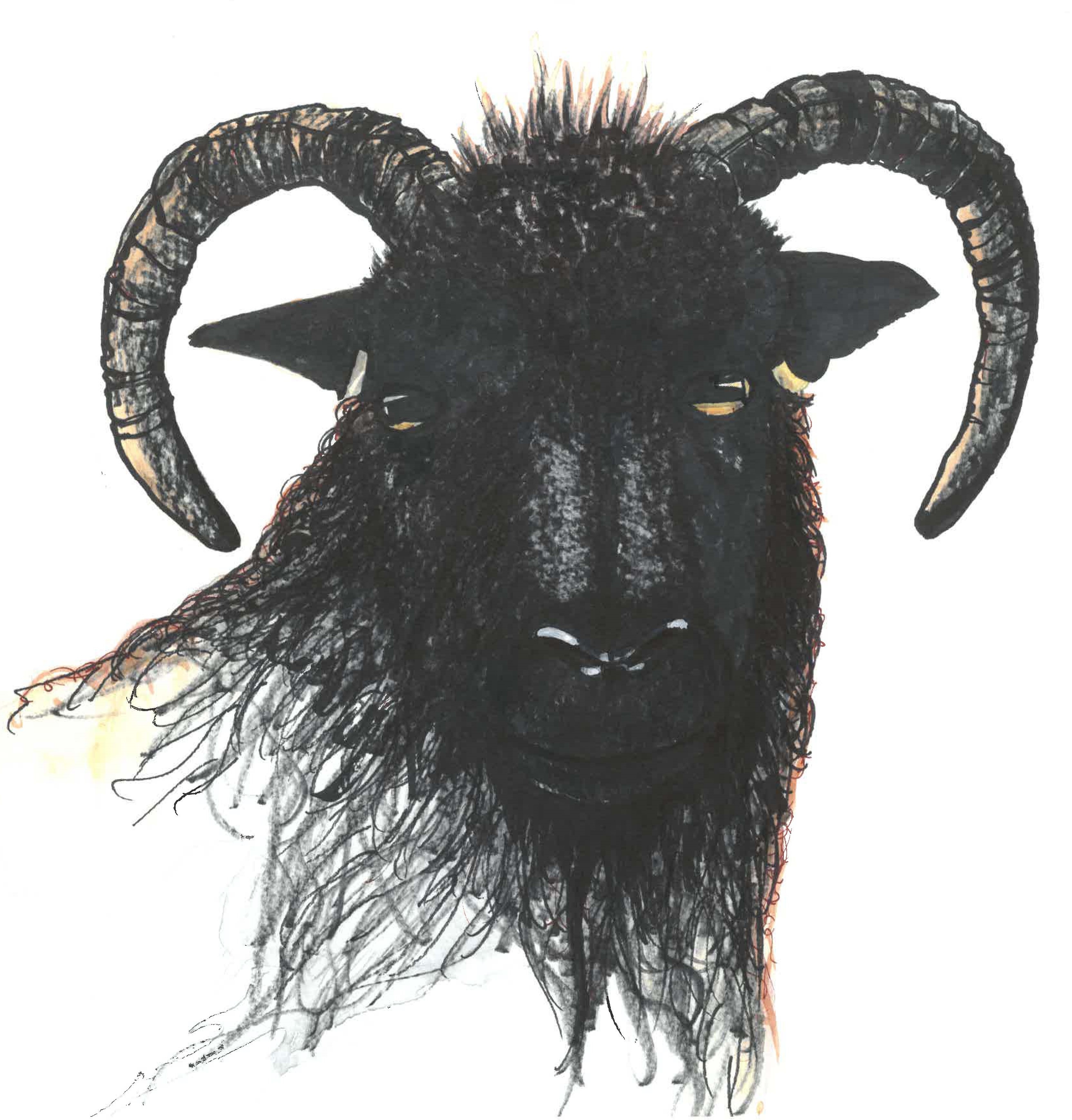 Hebridean sheep_cropped.jpg