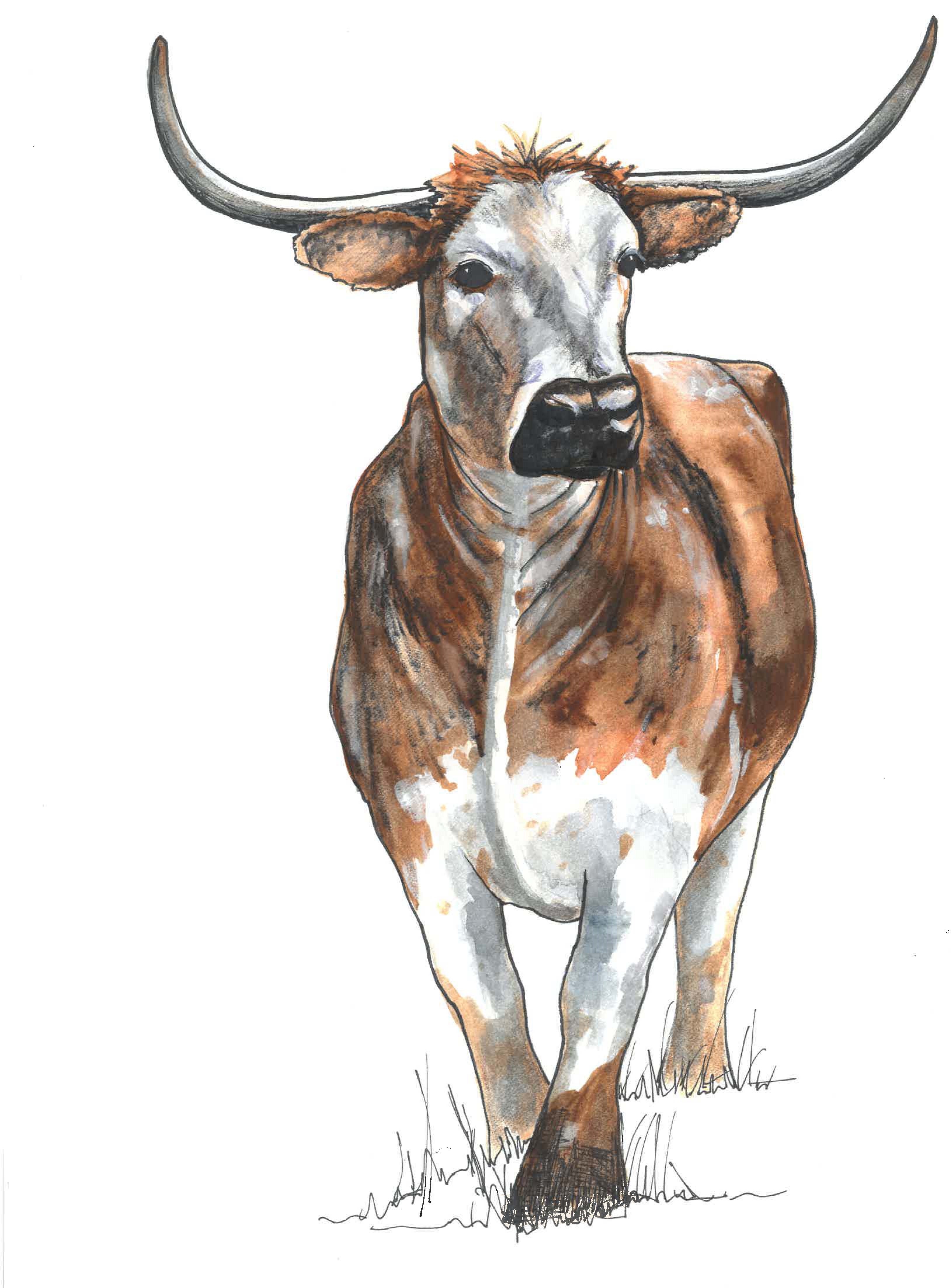 Long horn cow (Freda)_cropped.jpg
