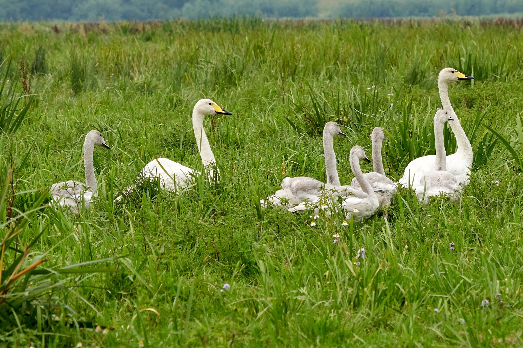 welney sightings- 20/12/2025