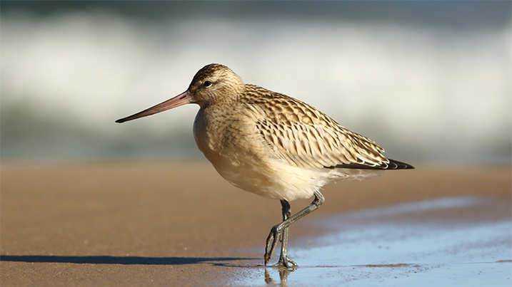 Recent Sightings 16th February 2026