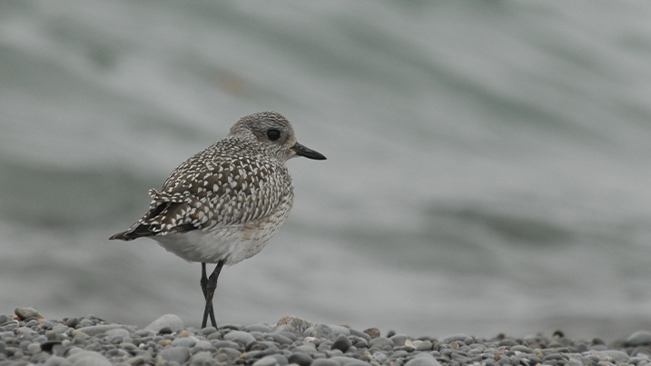 Recent Sightings 16th March 2026