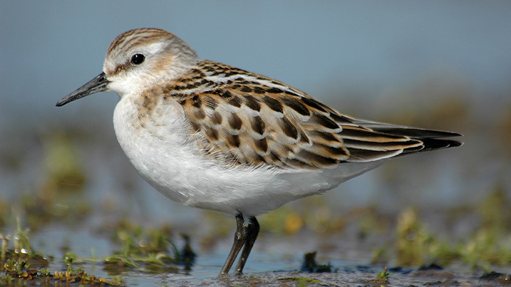 Recent Sightings 26th January 2026