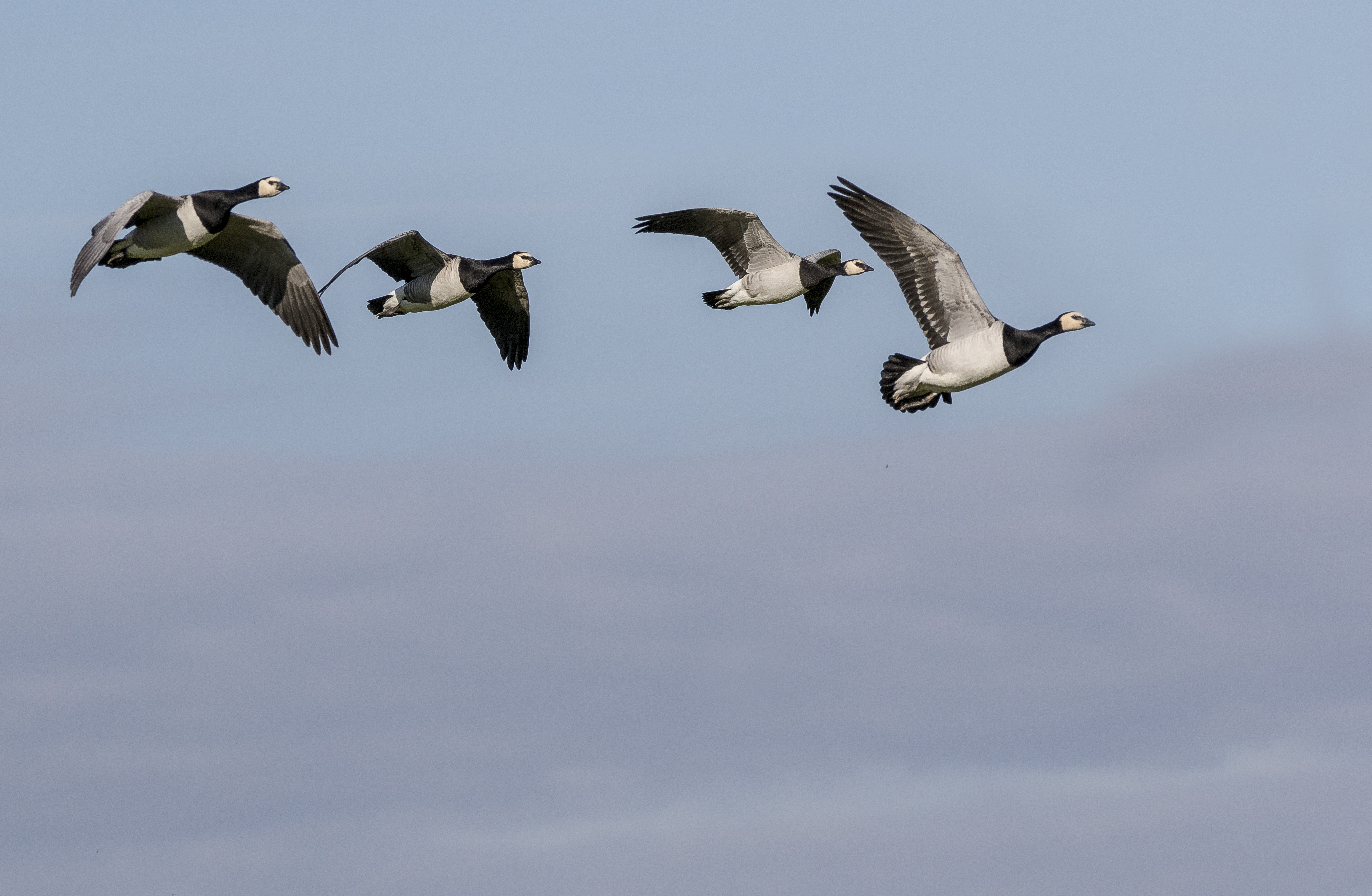 barnacle geese credit Alex Hillier (4).jpg