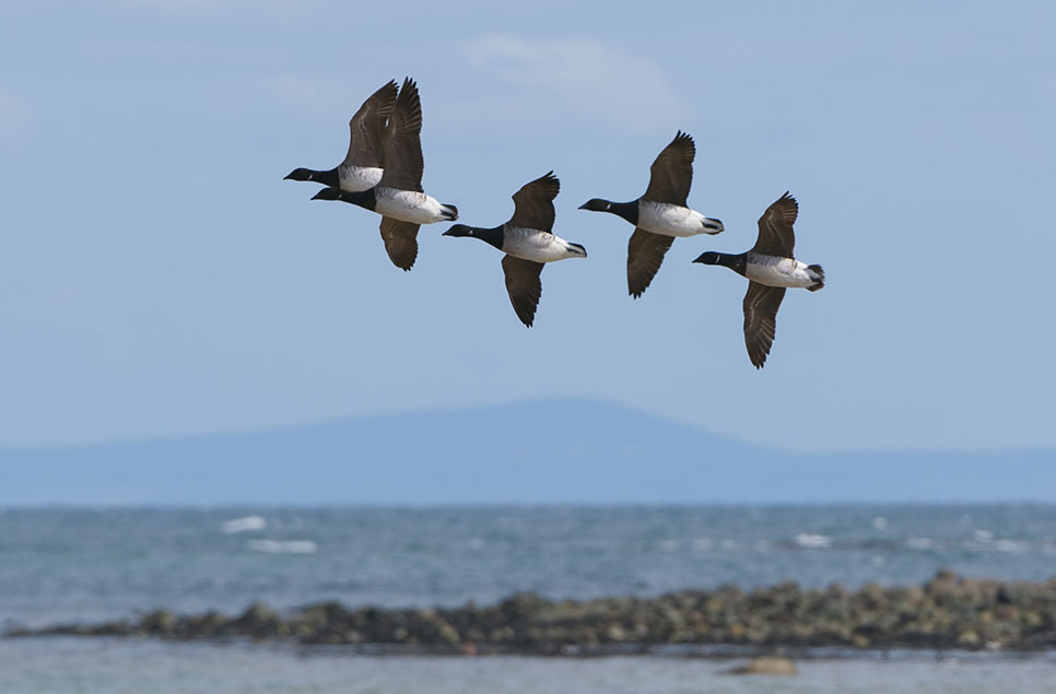 A spotlight on wetland wildlife - August 2020