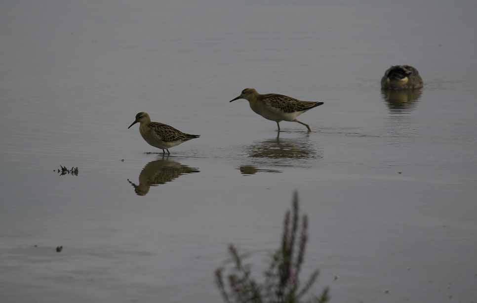 Big Tides on the way
