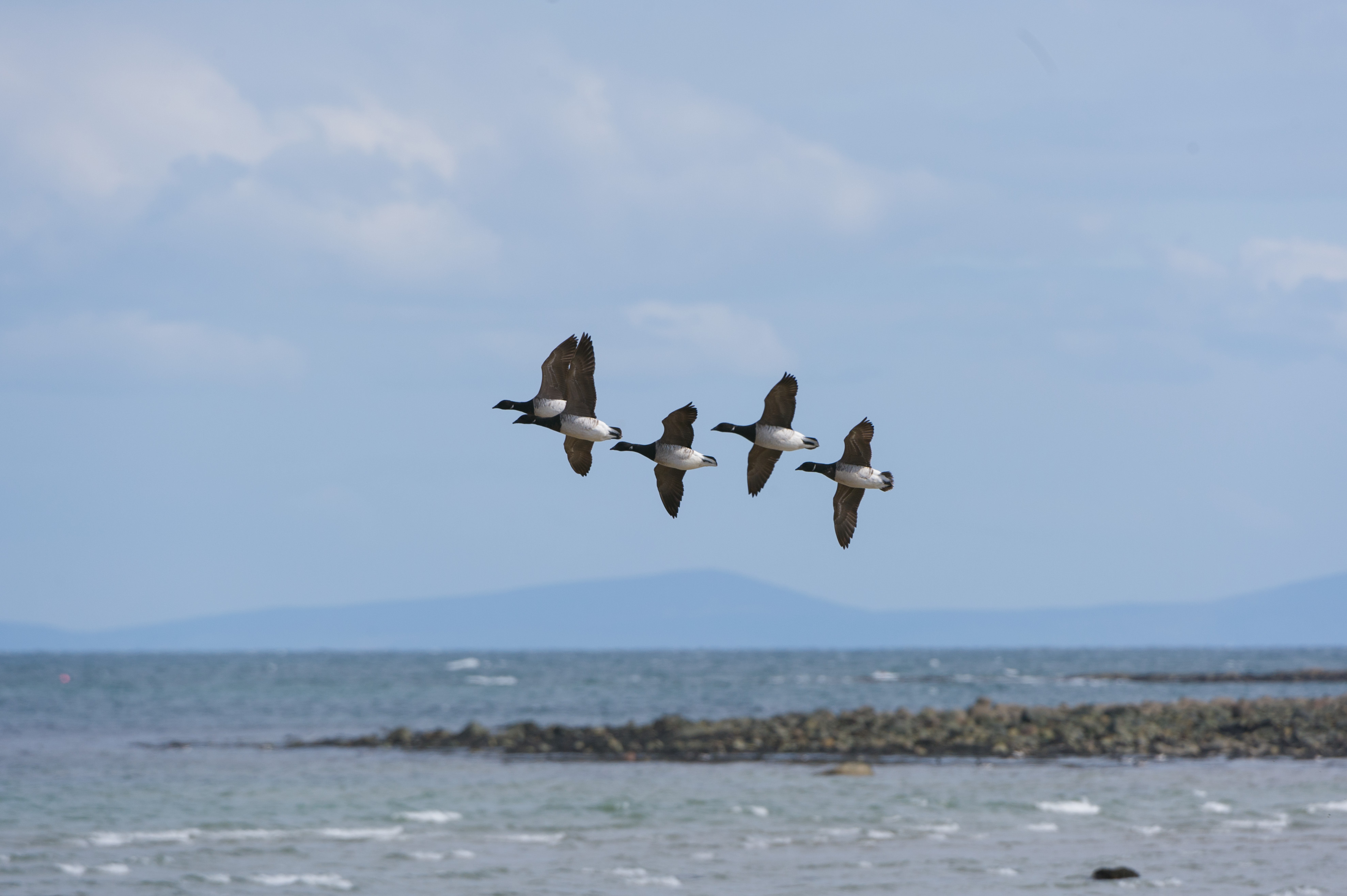 Light Bellied Brent Geese fly over Strangford Lough.jpg