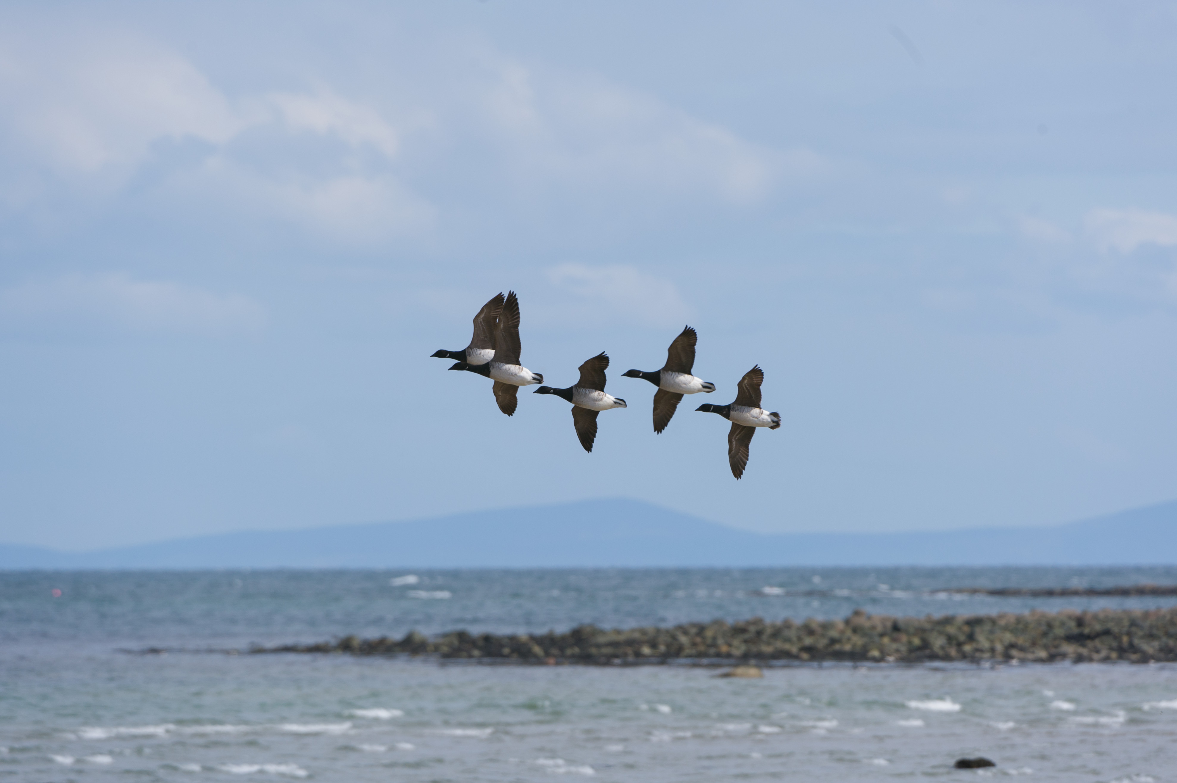 Fall for nature’s spectacle at WWT Castle Espie this Autumn