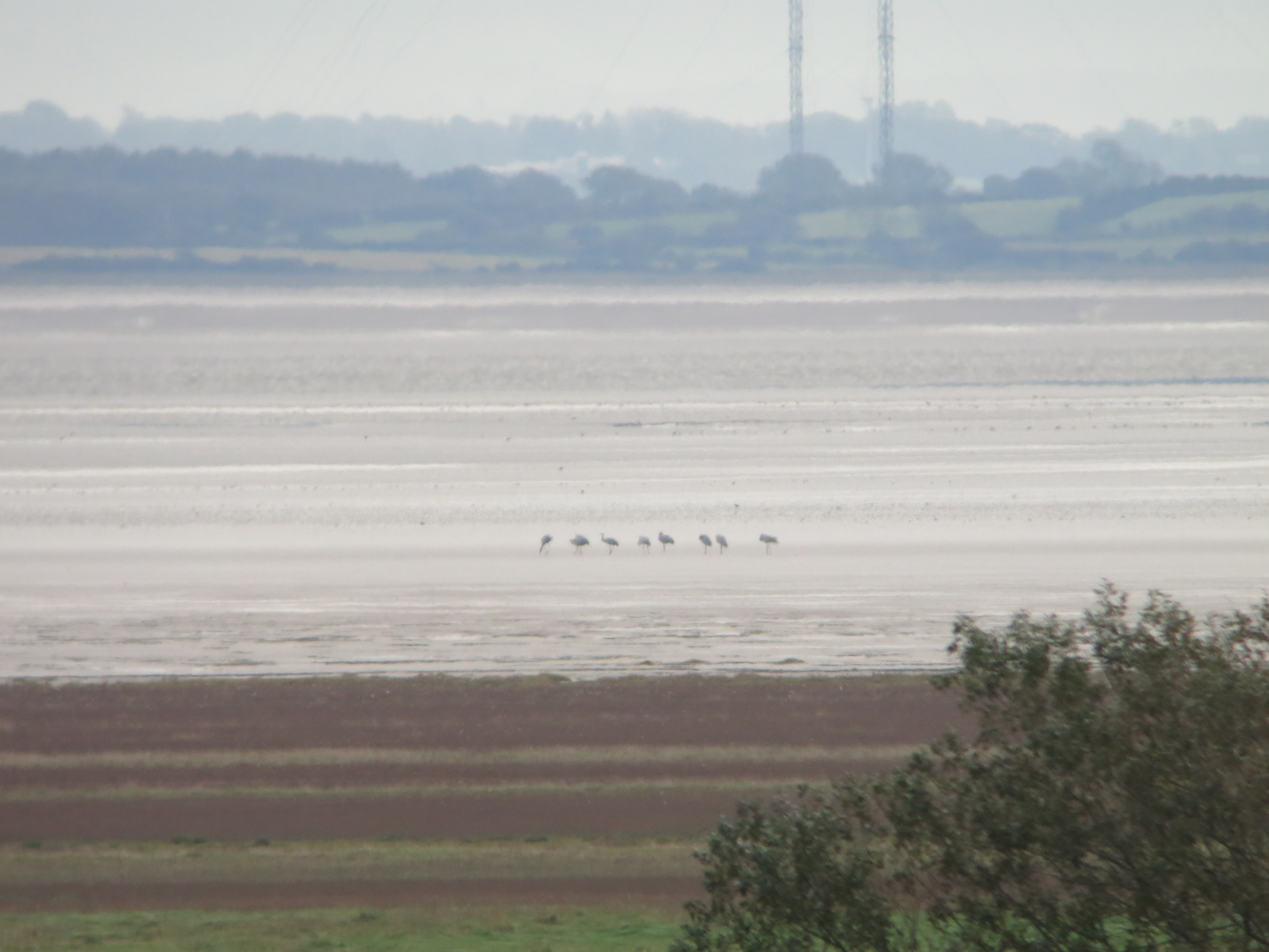 Cranes, Egret & Geese!