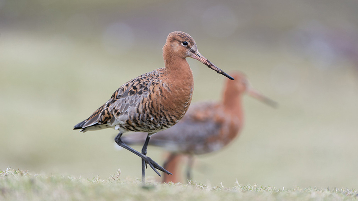 black tailed godwit