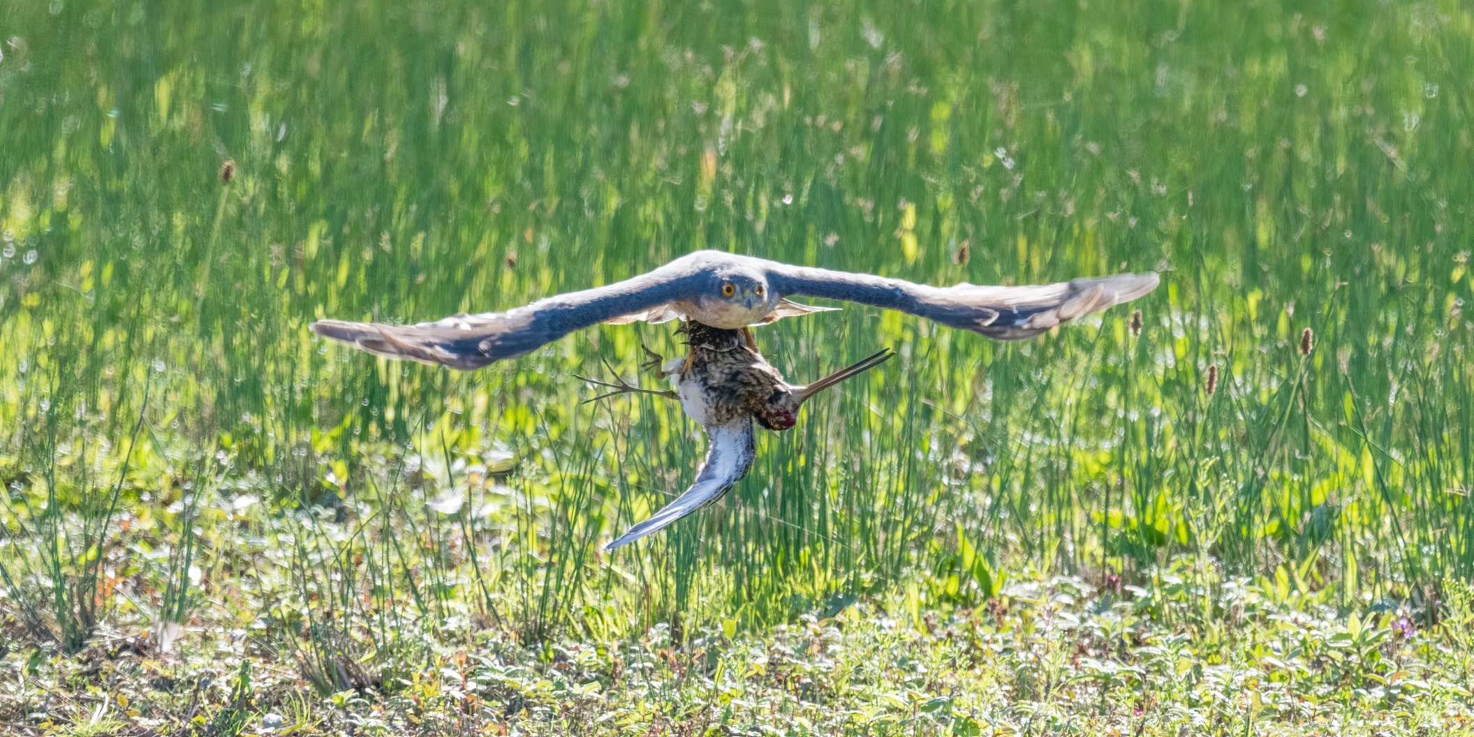 Life and death on the duck marsh
