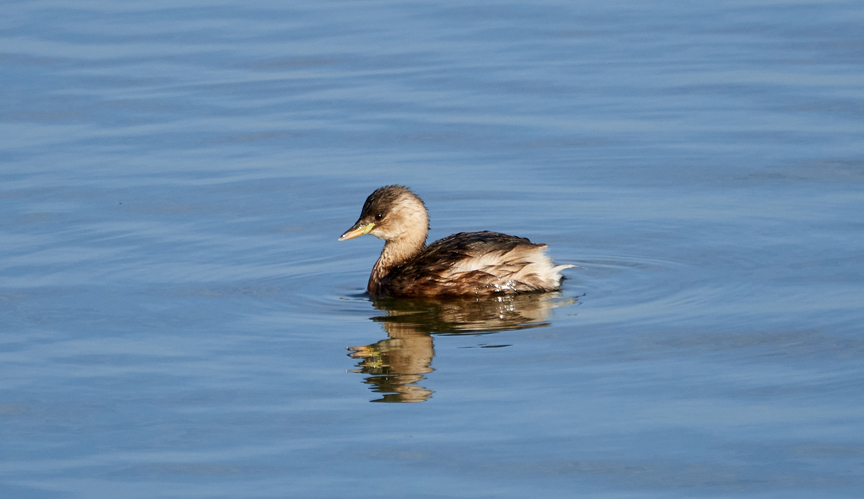 Wildlife Sightings for 28th November 2025