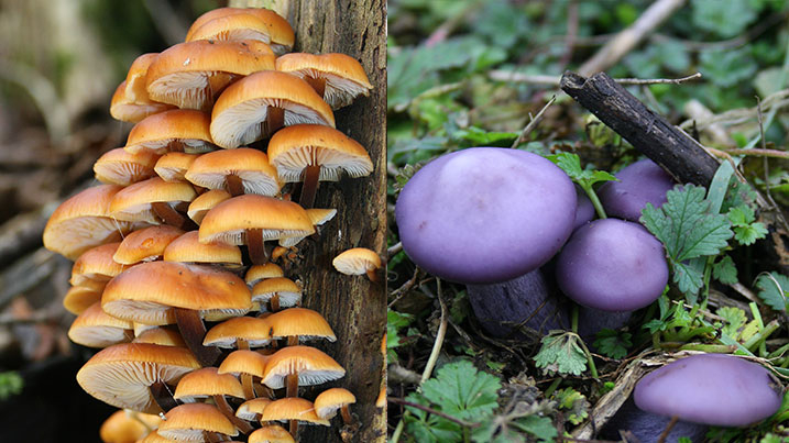 Left: Velvet shank. Right: Wood blewit at WWT London