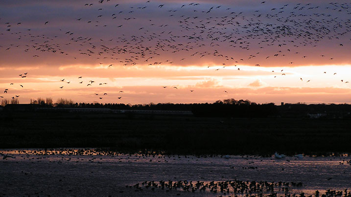 Pink-footed geese at WWT Martin Mere