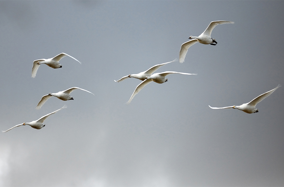 A spotlight on wetland wildlife - September 2020