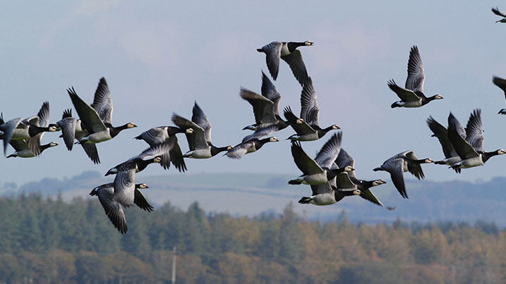 Swan feed at WWT Caerlaverock