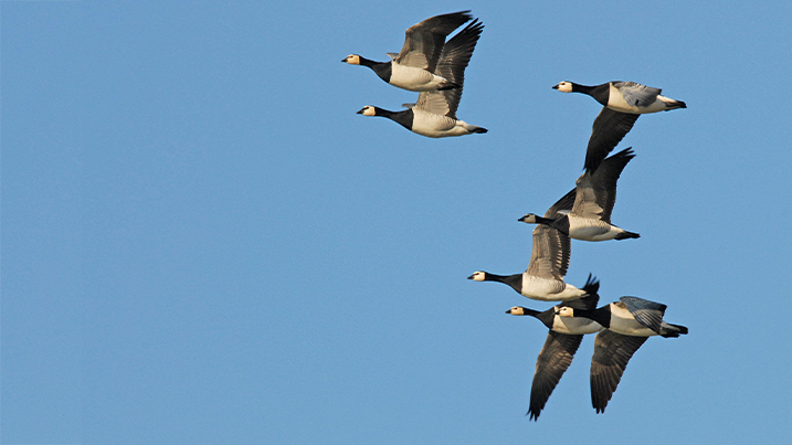 Barnacle geese