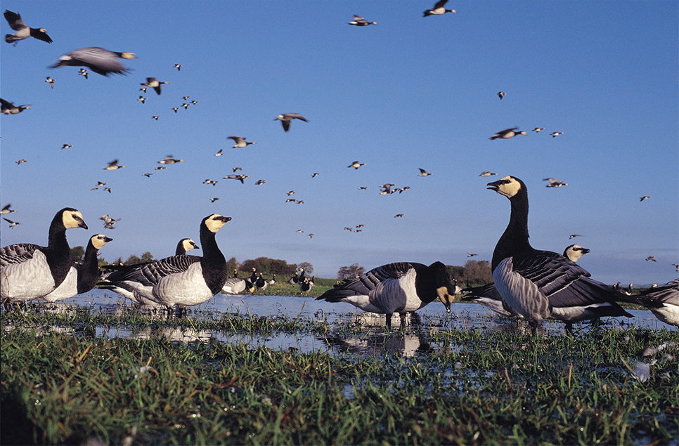 Migrations series: Which birds are arriving in the UK in autumn?