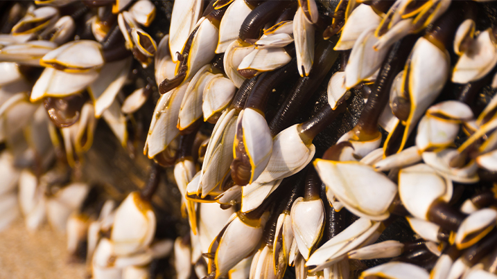 Goose barnacles