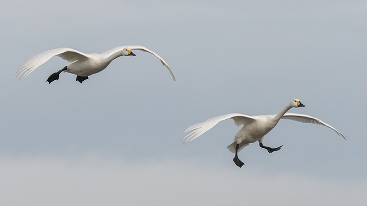 Bewick's swans